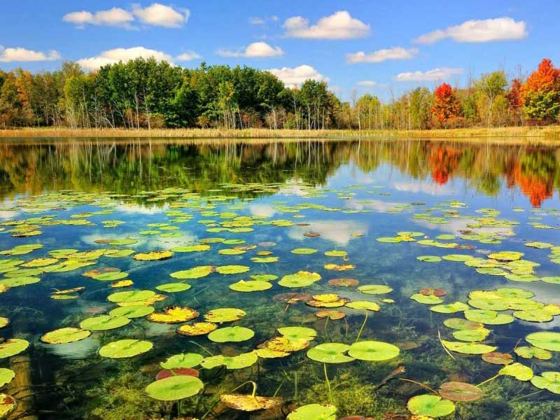 Nature in Iran | 4 Anzali lagoon